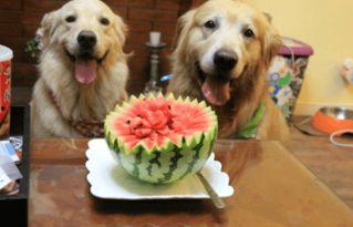 狗狗可以吃生瓜,生瓜，狗狗的新宠？