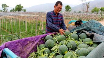 养猪场吃瓜,揭秘猪群中的趣味生活