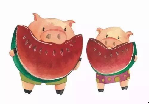 猪吃瓜直播,趣味横生的网络直播盛宴