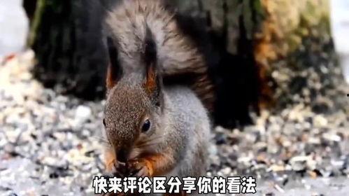 松鼠吃红瓜视频,红瓜盛宴大揭秘