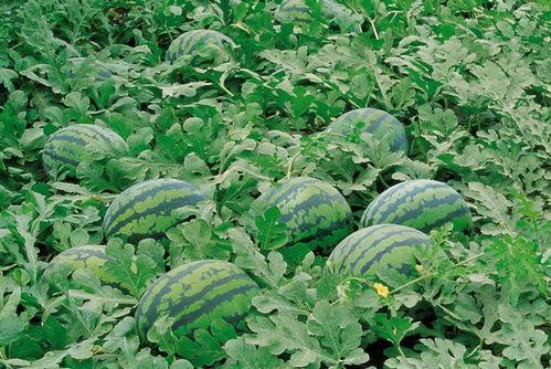 昭觉吃瓜人,揭秘吃瓜人生的酸甜苦辣