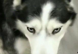 哈士奇吃会吃若瓜吗,揭秘狗狗对若瓜的喜爱之谜