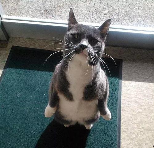 阿瓜吃猫,一场意外的友谊之旅