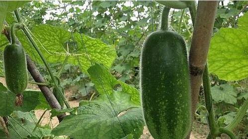 小凤瓜怎么剥开吃