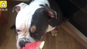 狗狗吃密瓜,甜蜜诱惑下的健康挑战