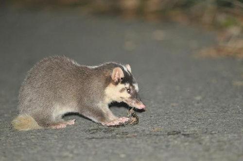 无聊吃瓜猹,网络热词背后的故事与影响