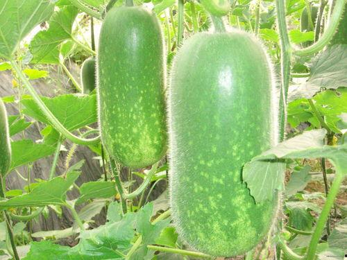 平阳水头吃大瓜,大瓜盛产地，品味丰收喜悦