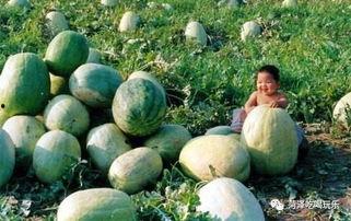 山东交院吃瓜事件,校园风波背后的真相揭秘