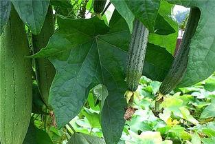 拂水瓜怎么吃,解锁夏日清新美味