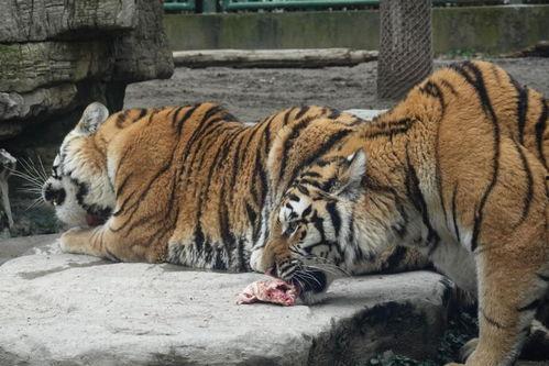 吃瓜的小脑虎,揭秘娱乐圈幕后真相